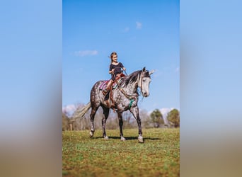 American Quarter Horse, Merrie, 10 Jaar, 152 cm, Schimmel