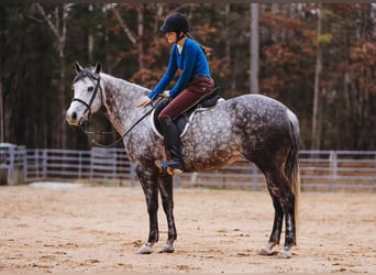 American Quarter Horse, Merrie, 10 Jaar, 152 cm, Schimmel