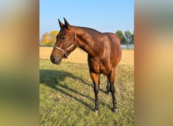 American Quarter Horse, Merrie, 10 Jaar, 153 cm, Bruin