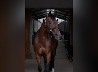 American Quarter Horse, Merrie, 10 Jaar, 154 cm, Brauner