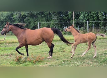 American Quarter Horse, Merrie, 10 Jaar, 154 cm, Bruin