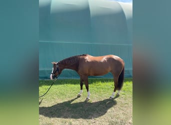 American Quarter Horse, Merrie, 10 Jaar, 154 cm, Donkere-vos