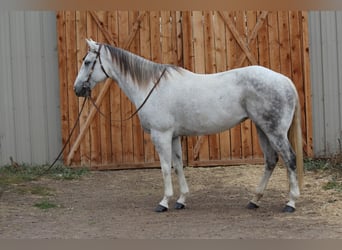 American Quarter Horse, Merrie, 10 Jaar, 155 cm, Appelschimmel