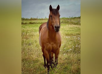 American Quarter Horse, Merrie, 10 Jaar, 155 cm, Donkerbruin