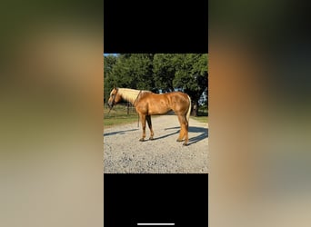 American Quarter Horse, Merrie, 10 Jaar, 155 cm, Palomino