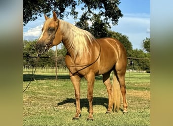 American Quarter Horse, Merrie, 10 Jaar, 155 cm, Palomino