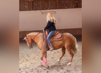 American Quarter Horse, Merrie, 10 Jaar, 155 cm, Palomino