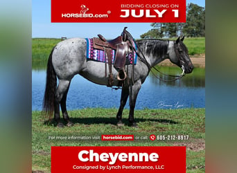 American Quarter Horse, Merrie, 10 Jaar, 155 cm, Roan-Blue