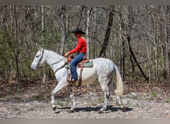 American Quarter Horse, Merrie, 10 Jaar, 155 cm, Schimmel