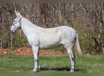 American Quarter Horse, Merrie, 10 Jaar, 155 cm, Schimmel