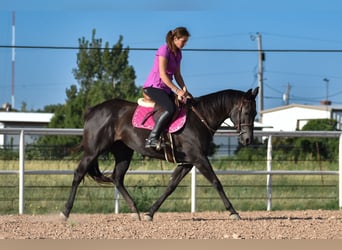American Quarter Horse, Merrie, 10 Jaar, 155 cm, Zwart