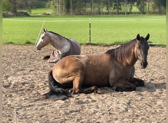 American Quarter Horse, Merrie, 10 Jaar, 156 cm, Grullo