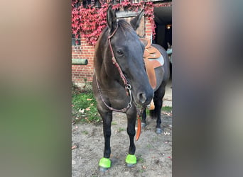 American Quarter Horse, Merrie, 10 Jaar, 156 cm, Grullo