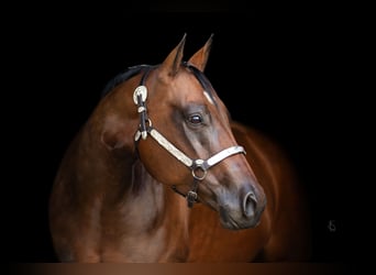 American Quarter Horse, Merrie, 10 Jaar, 156 cm, Zwartbruin