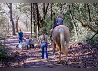 American Quarter Horse, Merrie, 10 Jaar, 157 cm, Palomino