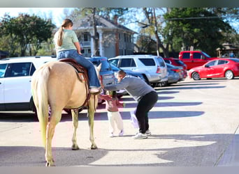 American Quarter Horse, Merrie, 10 Jaar, 157 cm, Palomino