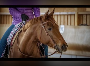 American Quarter Horse, Merrie, 10 Jaar, 161 cm, Vos American Quarter Horse, Merrie, 10 Jaar, 161 cm, Vos