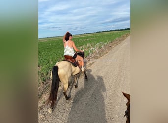 American Quarter Horse, Merrie, 10 Jaar, 163 cm, Buckskin