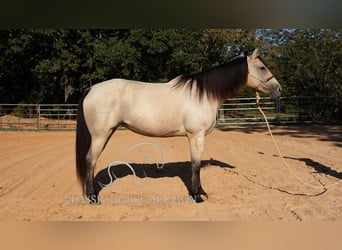 American Quarter Horse, Merrie, 10 Jaar, 163 cm, Buckskin