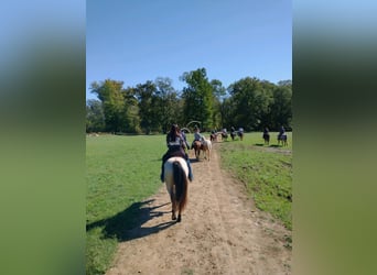 American Quarter Horse, Merrie, 10 Jaar, 163 cm, Buckskin