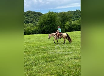 American Quarter Horse, Merrie, 10 Jaar, 163 cm, Buckskin