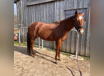 American Quarter Horse, Merrie, 10 Jaar, 163 cm, Vos
