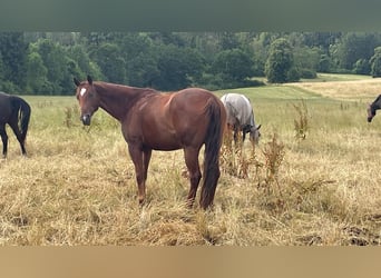 American Quarter Horse, Merrie, 10 Jaar, 163 cm, Vos