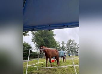 American Quarter Horse, Merrie, 10 Jaar, 163 cm, Vos