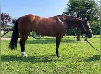 American Quarter Horse, Merrie, 10 Jaar, Donkerbruin