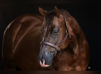 American Quarter Horse, Merrie, 10 Jaar, Donkere-vos