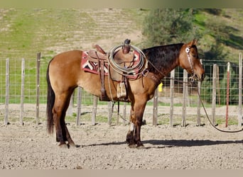 American Quarter Horse, Merrie, 10 Jaar, Falbe