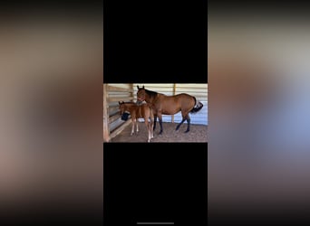 American Quarter Horse, Merrie, 10 Jaar, Roodbruin