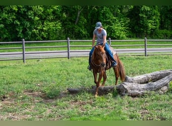 American Quarter Horse, Merrie, 10 Jaar, Roodvos