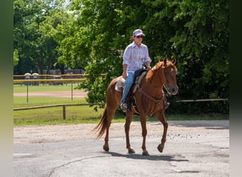 American Quarter Horse, Merrie, 10 Jaar, Roodvos