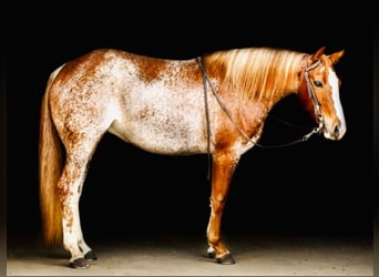 American Quarter Horse, Merrie, 10 Jaar, Sabino