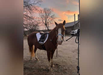 American Quarter Horse, Merrie, 11 Jaar, 134 cm, Roan-Red