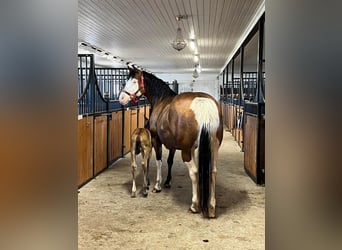 American Quarter Horse, Merrie, 11 Jaar, 147 cm, Bruin