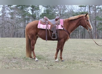 American Quarter Horse, Merrie, 11 Jaar, 147 cm, Donkere-vos
