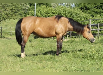 American Quarter Horse, Merrie, 11 Jaar, 148 cm, Buckskin