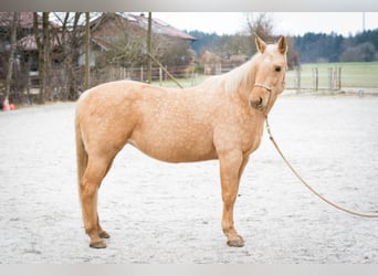 American Quarter Horse, Merrie, 11 Jaar, 148 cm, Palomino