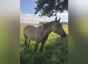 American Quarter Horse, Merrie, 11 Jaar, 149 cm, Buckskin