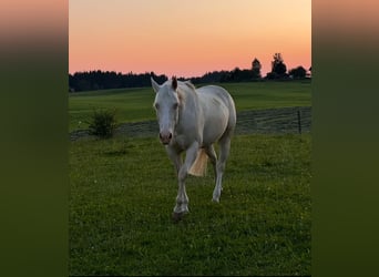 American Quarter Horse, Merrie, 11 Jaar, 150 cm, Cremello