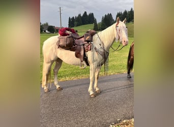 American Quarter Horse, Merrie, 11 Jaar, 150 cm, Cremello