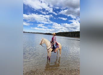 American Quarter Horse, Merrie, 11 Jaar, 150 cm, Cremello