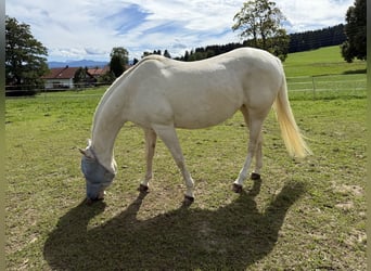 American Quarter Horse, Merrie, 11 Jaar, 150 cm, Cremello