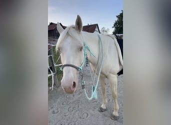 American Quarter Horse, Merrie, 11 Jaar, 150 cm, Cremello
