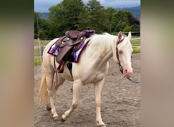 American Quarter Horse, Merrie, 11 Jaar, 150 cm, Cremello
