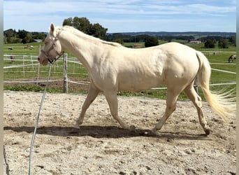 American Quarter Horse, Merrie, 11 Jaar, 150 cm, Cremello