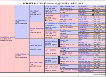 American Quarter Horse, Merrie, 11 Jaar, 150 cm, Cremello