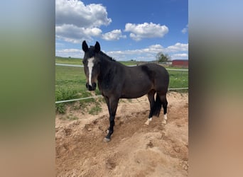 American Quarter Horse, Merrie, 11 Jaar, 150 cm, Donkerbruin